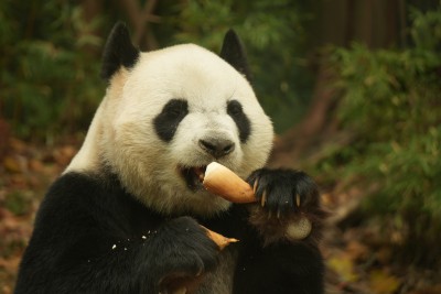 大熊猫萌萌采食画面