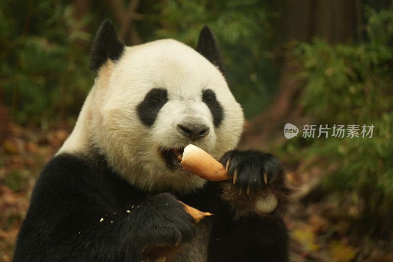 大熊猫萌萌采食画面