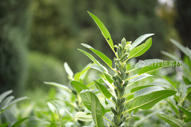 结满果实的芝麻株