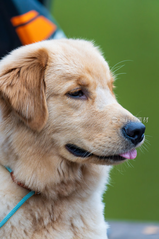 吐舌金毛犬可爱特写