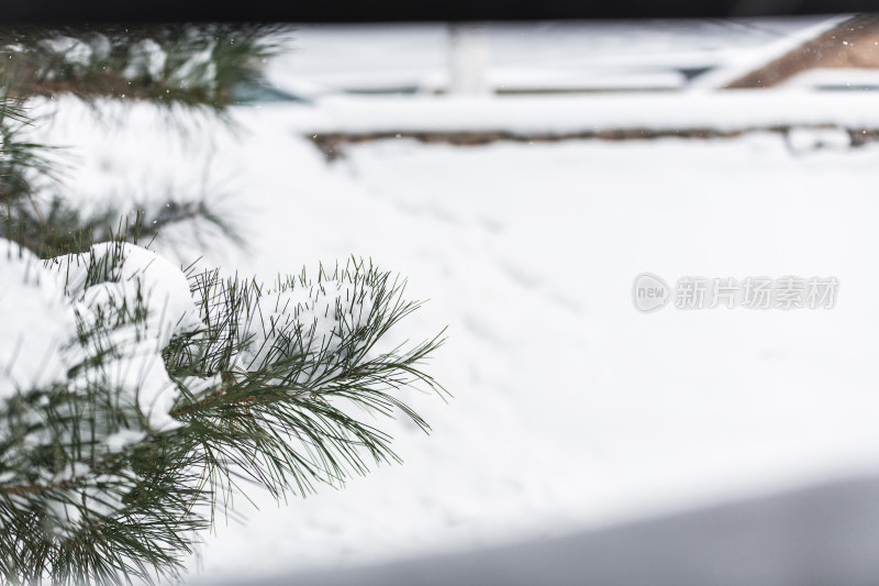 冬天大雪覆盖的松树枝