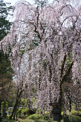 日本，川越喜多院，日式建筑与垂枝樱