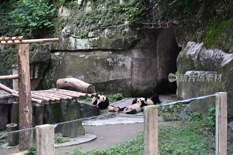 大熊 猫四喜丸子