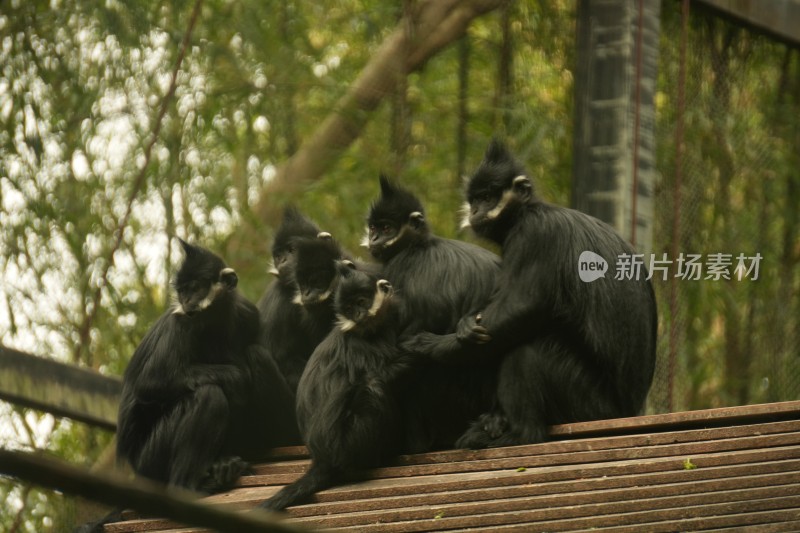 黑叶猴坐于木架上的场景