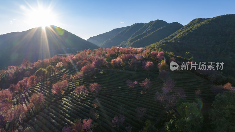 大理无量山樱花谷