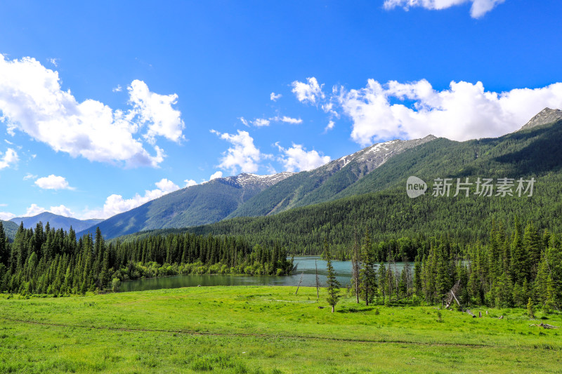 新疆阿勒泰地区喀纳斯森林草原自然风景