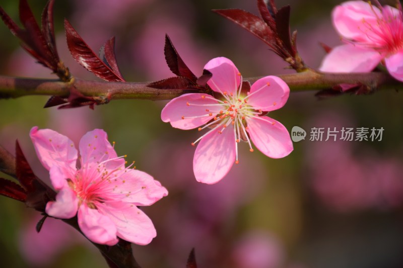 特写粉色桃花花朵