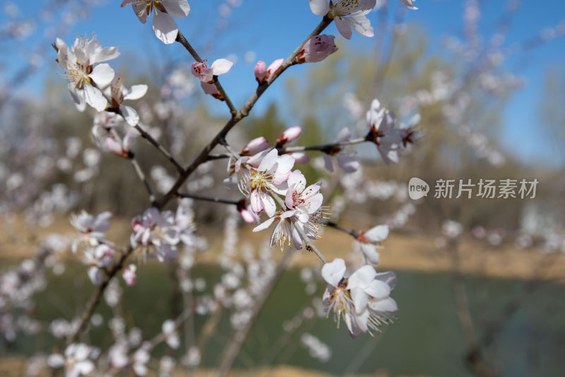 背景虚化蓝天白云樱花照片