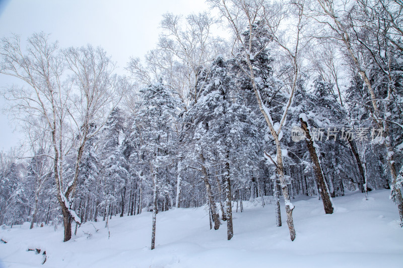 黑龙江 双峰林场 雪乡