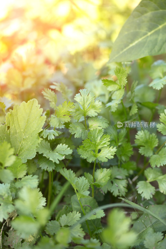 菜地里种植的芫荽特写