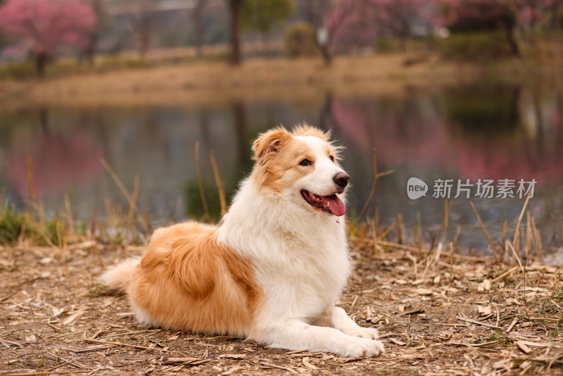 趴在湖边梅花树下的边境牧羊犬