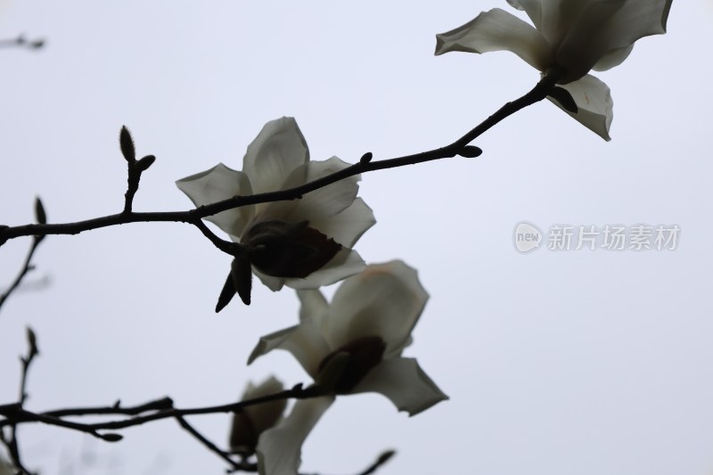 玉兰花枝特写