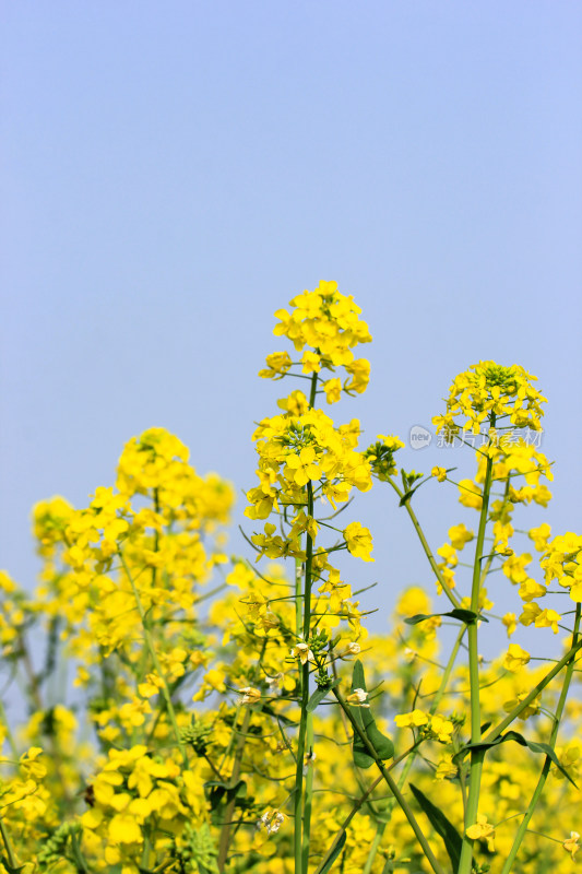 蓝色自然背景中的油菜花