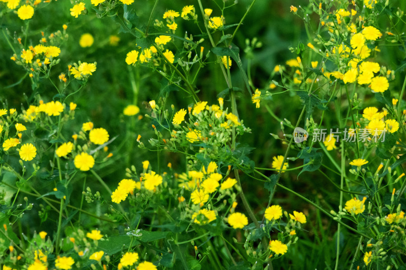 野菊花小黄花小菊花