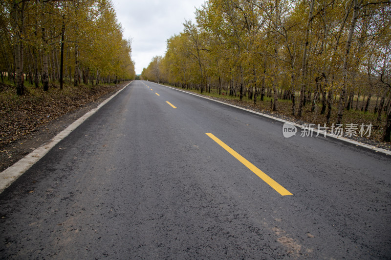 张家口草原公路林间公路