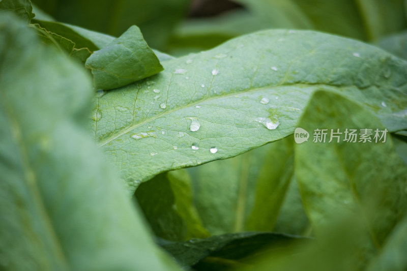 菜地里茂密生长的新鲜蔬菜