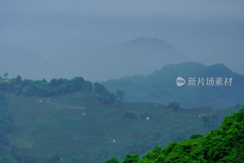 雾气弥漫的茶园