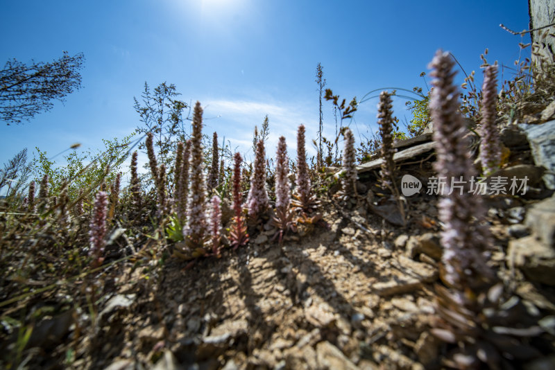 威海市双岛湾西山村山坡盛开的瓦松花塔