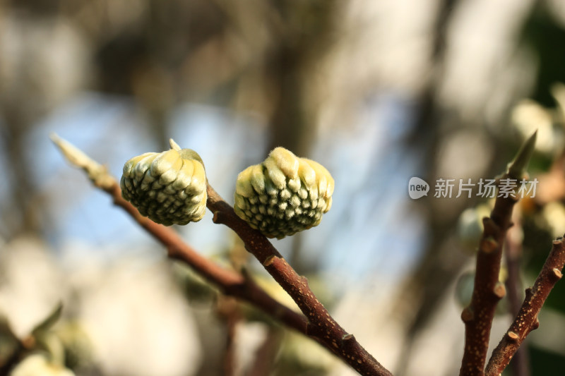 结香花花朵实拍素材