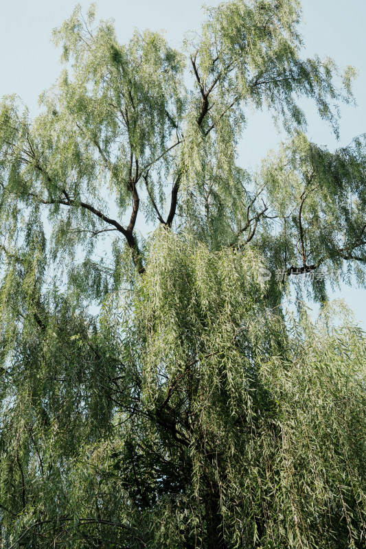 北京圆明园公园树林风景