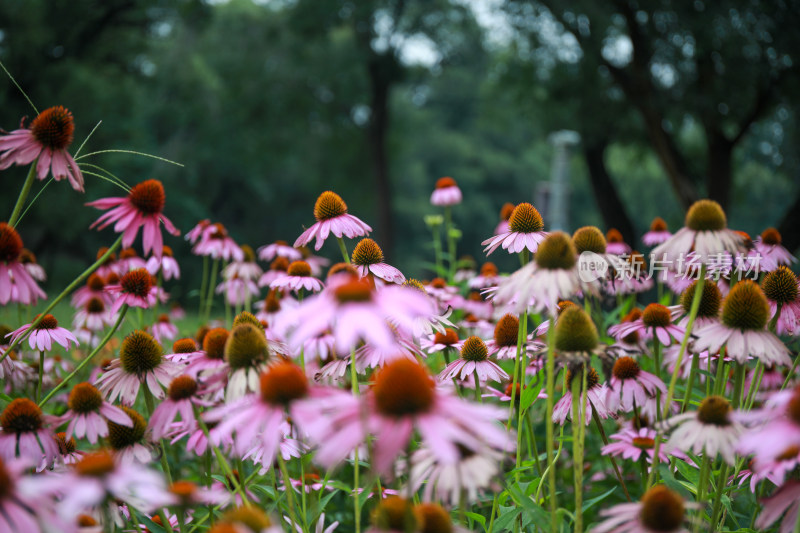 景区公园鲜花盛开图片素材