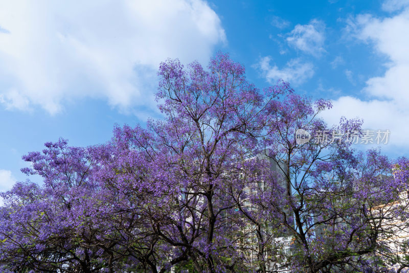 昆明蓝花楹盛开