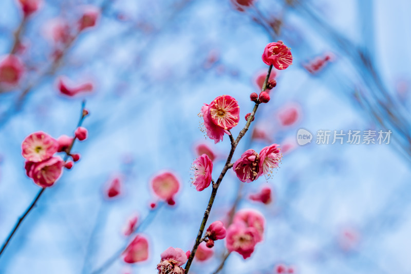 西溪湿地盛开的梅花