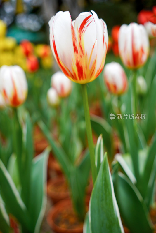 郁金香特写