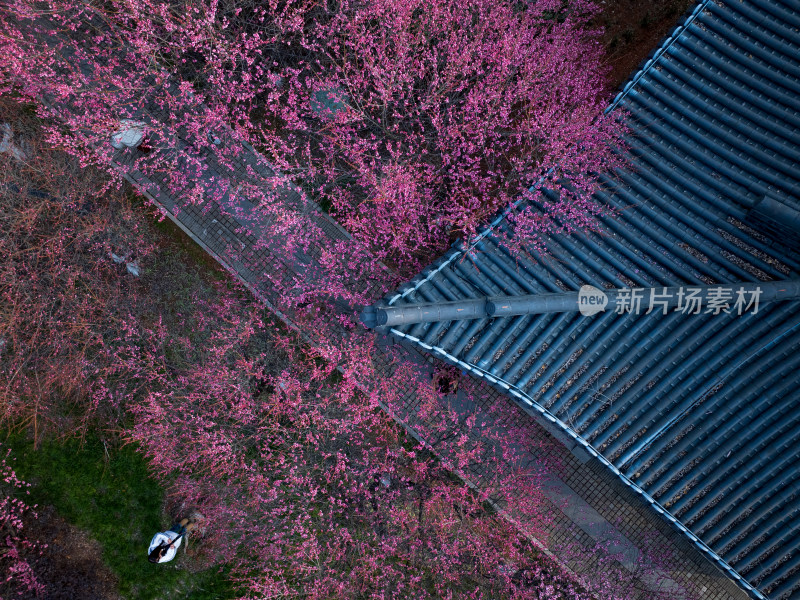 长沙洋湖古建筑旁盛开的大片粉色梅花