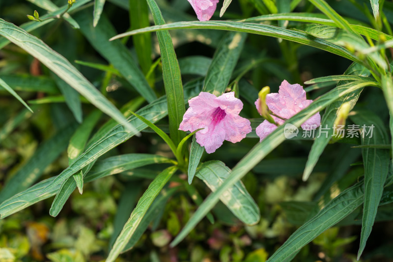 绿叶丛中的粉色蓝花草