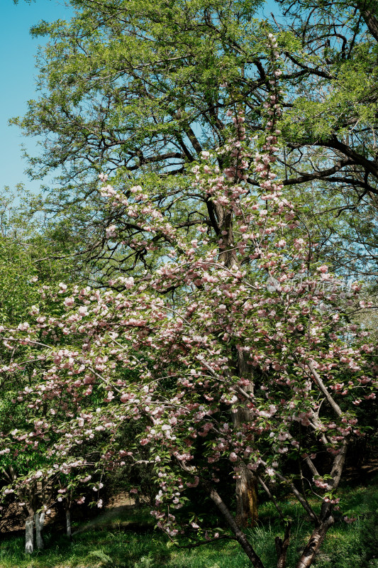 北京朝阳公园樱花