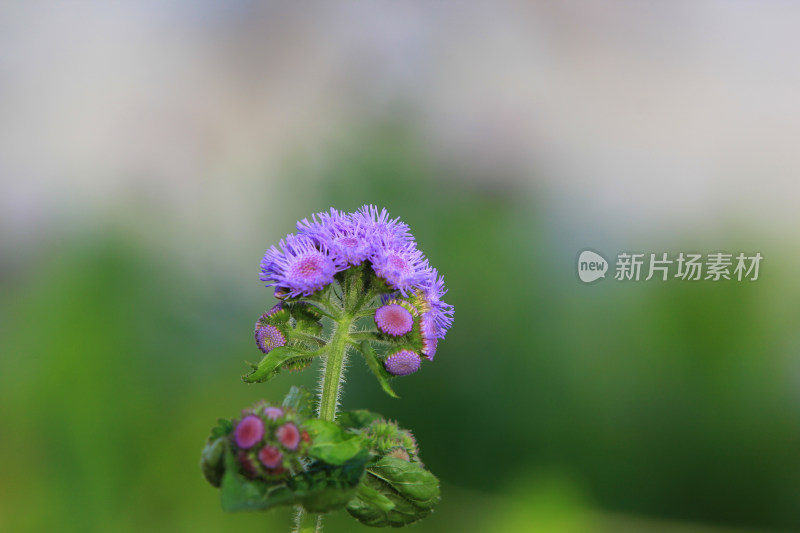 藿香蓟，野花，紫色，植物，绿色