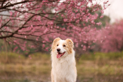 坐在梅花树下的边境牧羊犬