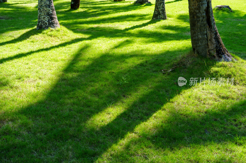 阳光下草地树木光影景象