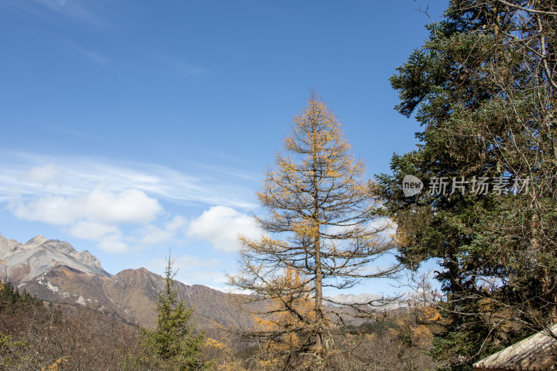 秋日雪山下金黄的落叶松红杉林