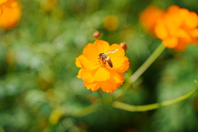 蜜蜂与花