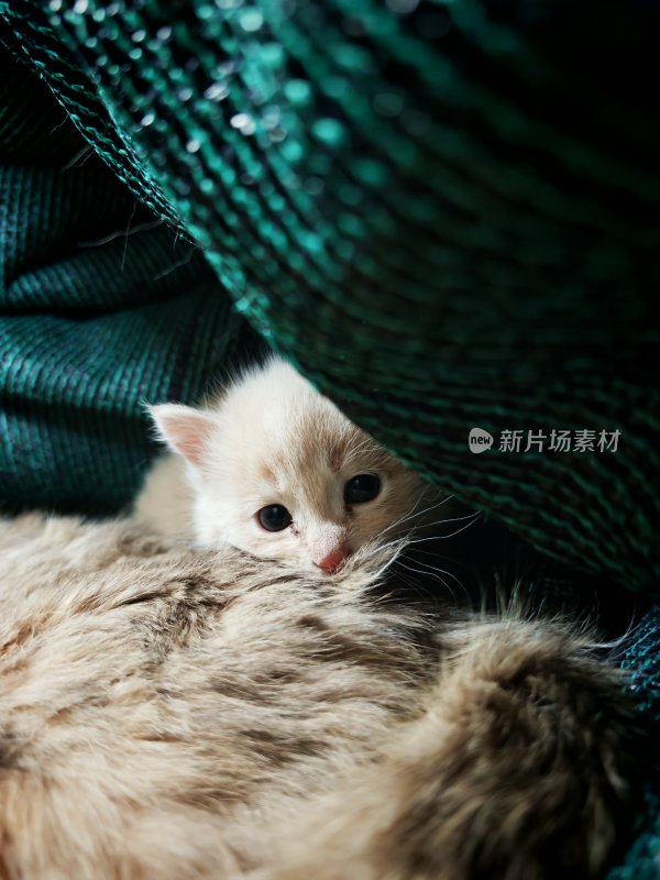 小猫躲在织物下的温馨画面