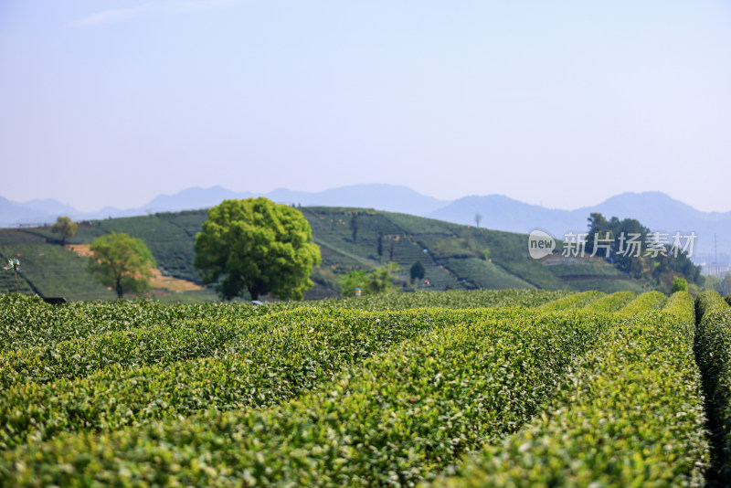 中国杭州龙坞春天里的茶园风光