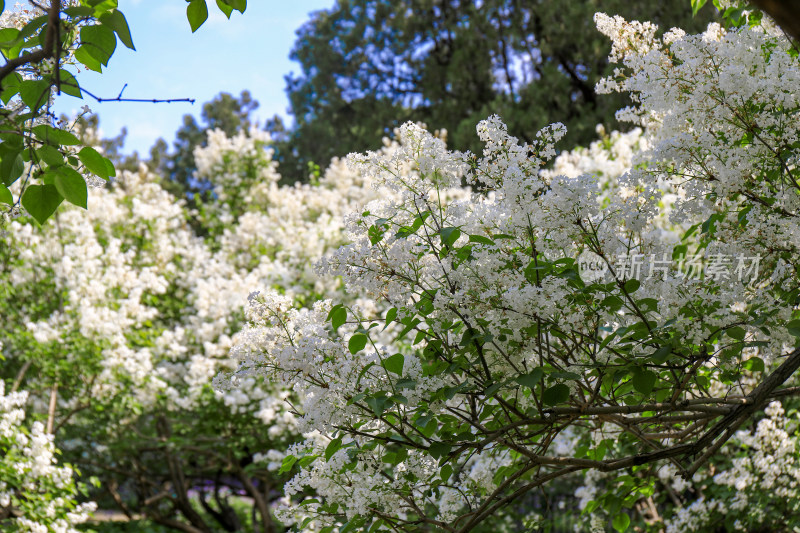 白色丁香花