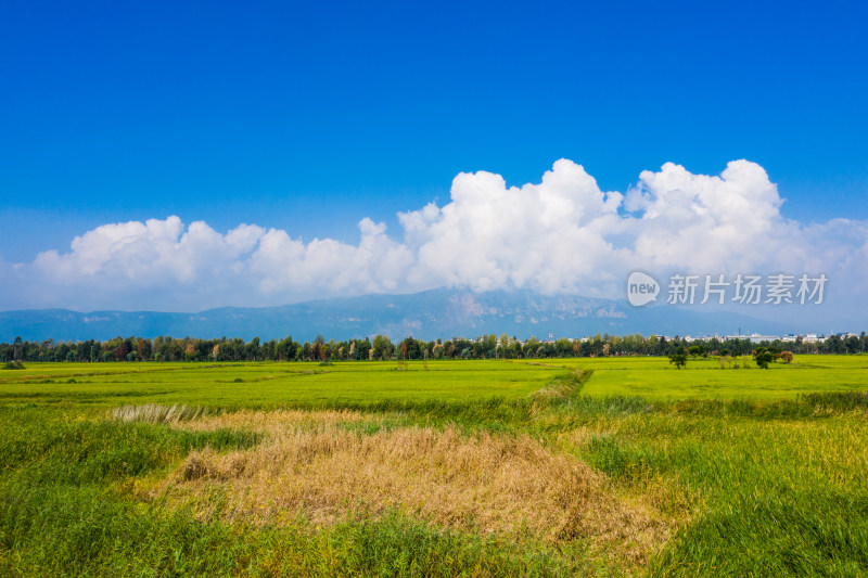 金色的稻田 昆明福保村