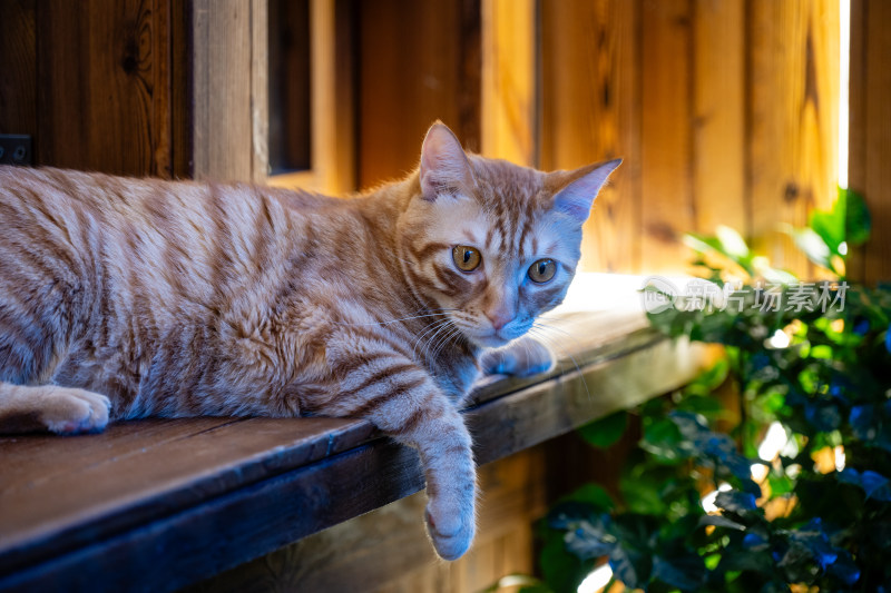 可爱橘猫特写镜头