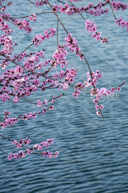 春天湖边蓝色湖面上绽放的粉红色桃花