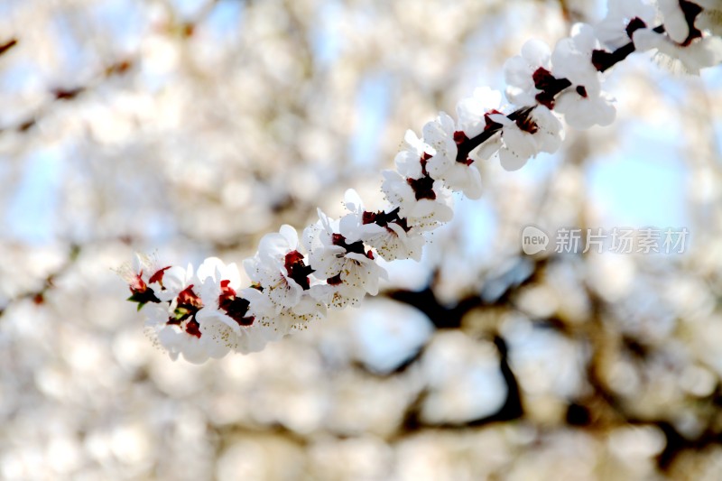 粉色桃花