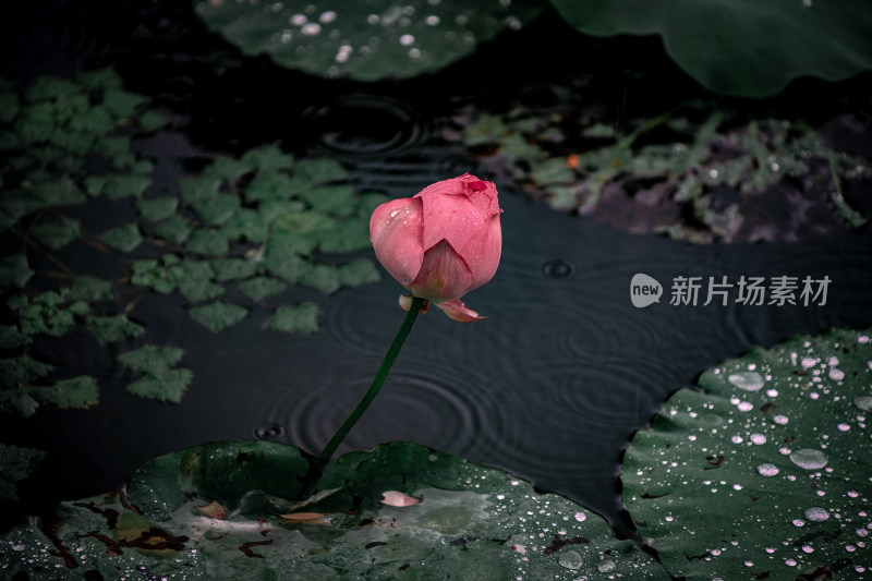 雨后荷花