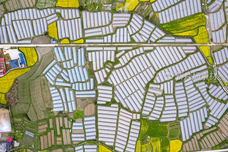 乡村田园油菜花大棚农业种植航拍图