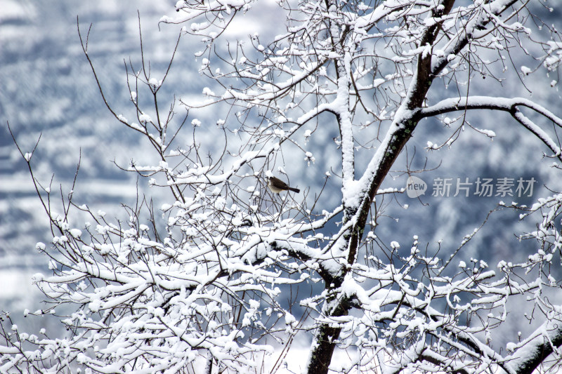 雪后的云和梯田风景