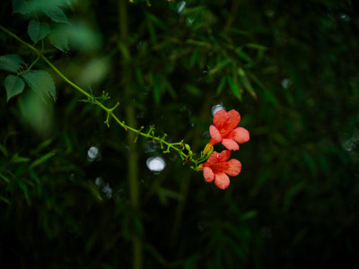 植物百科——凌霄花