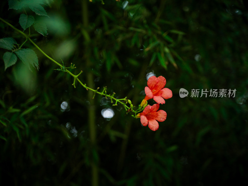 植物百科——凌霄花