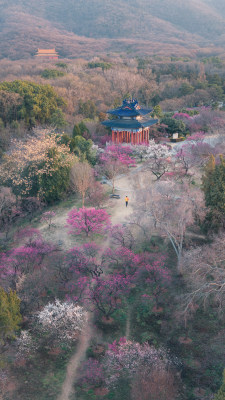 南京梅花山古亭点缀下的春日多彩山林景观