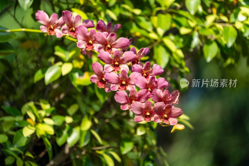 粉红石斛兰花串